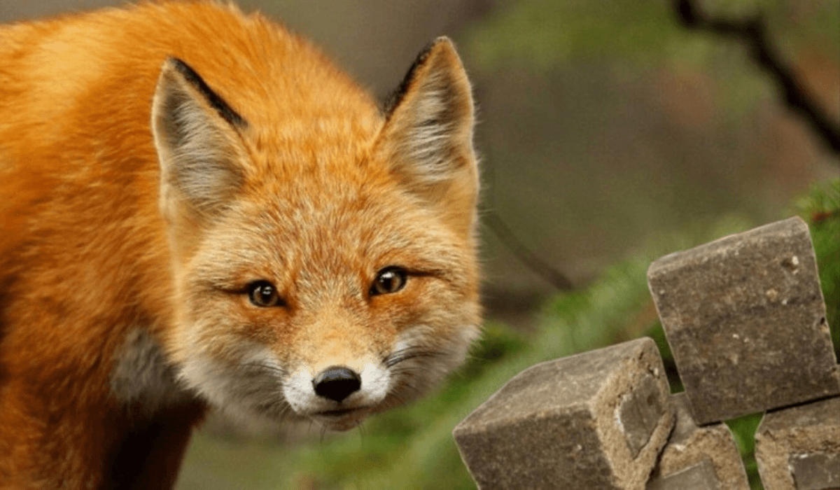 02019190711376369411173894173819099737121