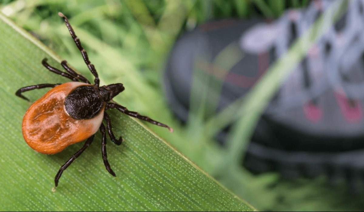 026013391261709032387725331392090270074654