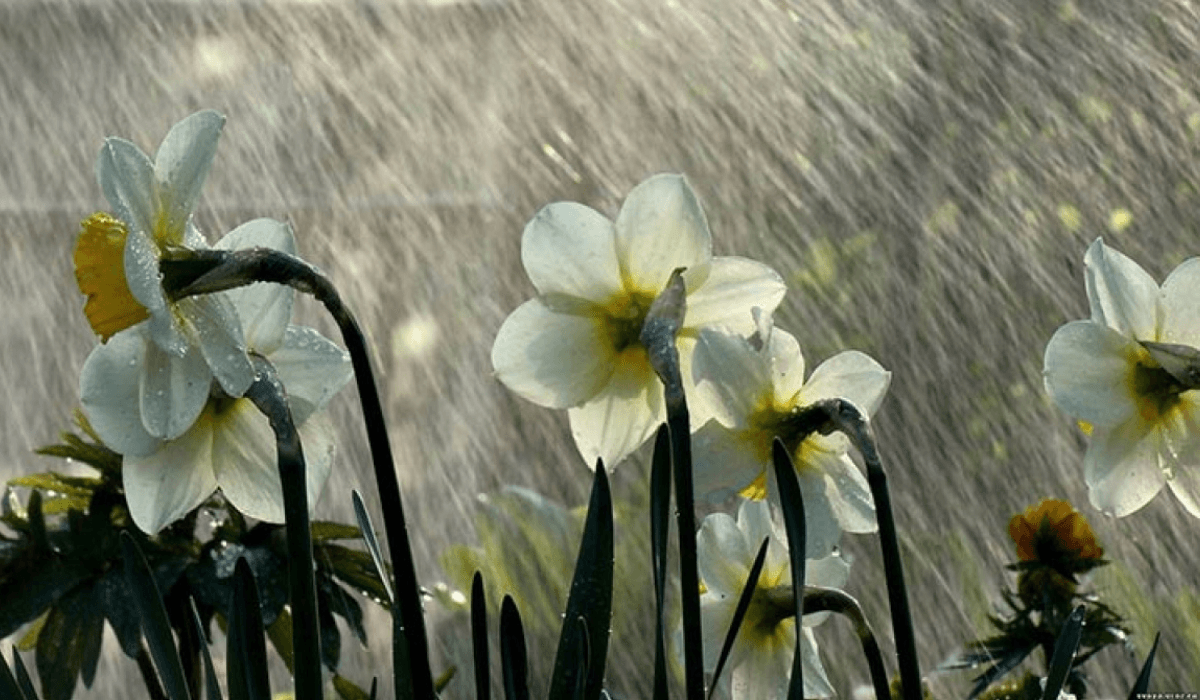 0260139126700323772533132090270074654